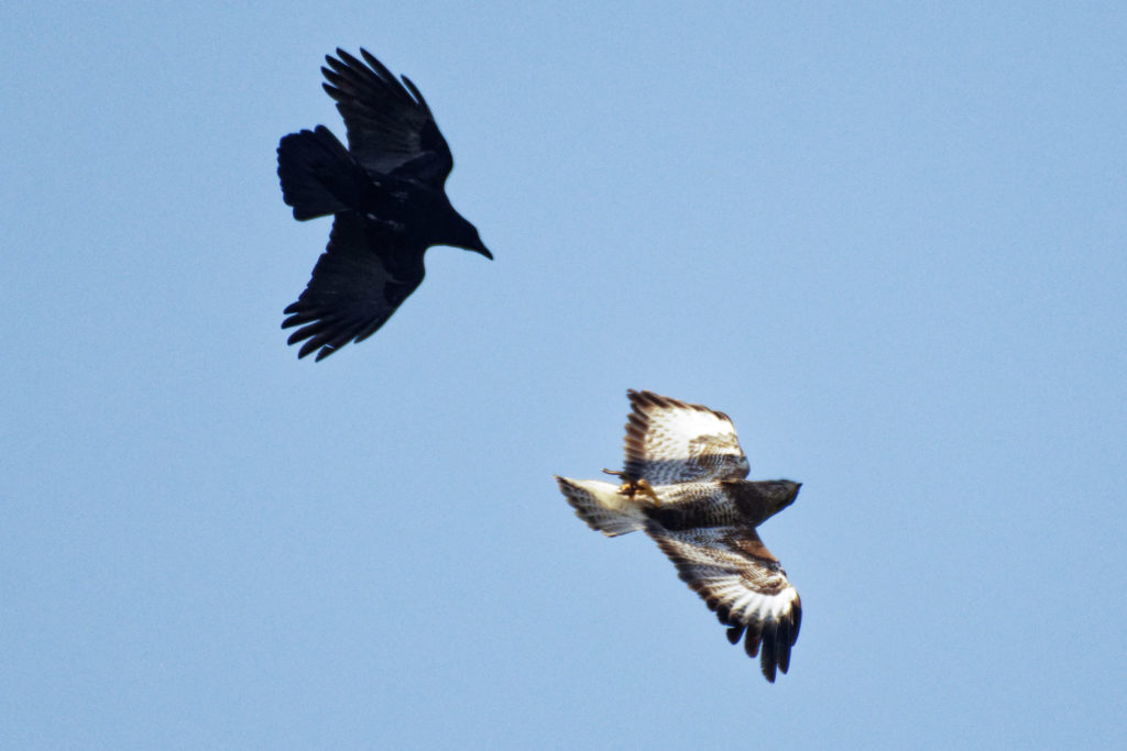 corvidé 4 lettres